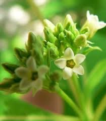 Image result for Landolphia