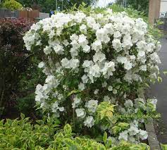 Maybe you would like to learn more about one of these? Expert Advice On The Mock Orange Philadelphus Shrub