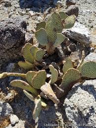 To view publication details for this taxon and related synonyms click here. Opuntia Basilaris