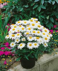 Image result for foto Kopretina