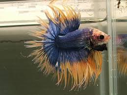Yellow Mascot Crowntail Betta Fish Betta Fish Pet