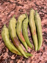 My first harvest of blazing banana peppers. They were looking so good and  then I came out this morning and they had brown spots 😭 what can I do to  stop this