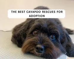 We did not find results for: Best Cavapoo Rescues For Adoption 2021 Top 7 Picks We Love Doodles