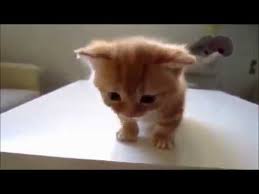 癒し 思わずにやけちゃうくらいかわいい猫の動画まとめ cat youtube かわいい猫 子猫 ねこ かわいい