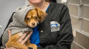 Complete a successful virtual visit with a practice certification veterinarian Fear Free Certified Vet Near Me 70065 Chateau Veterinary Hospital