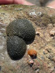 Image result for Oncocalyx bolusii