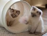 Ragdoll Kittens for Sale Near Me | Buy Ragdoll Kitten