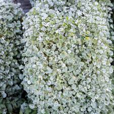Image result for Dichondra