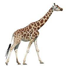 East Urban Home Laughing Giraffe Textured Semi Gloss Wallpaper Roll Giraffe East Urban Home Urban