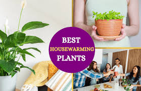 The cordless letter illuminates beautiful light bulbs and comes with an on/off switch on the back. Best Plants As Housewarming Gifts A Practical Guide Symbol Sage