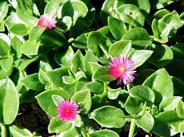 Google has many special features to help you find exactly what you're looking for. Cantinho Verde Horta E Jardim Rosinha De Sol Aptenia Cordifolia