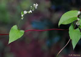 Image result for Fallopia convolvulus