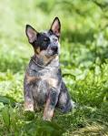 PuppyFind | Blue Heeler Puppies for Sale