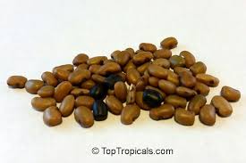 Image result for Bobgunnia madagascariensis