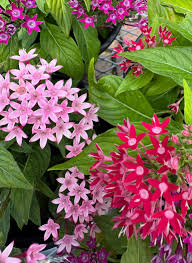 Image result for Pentarrhinum