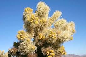 Shop ebay for great deals on cholla cactus. 23 Of The Best Defensive Plants For Home Security Gardener S Path