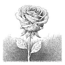 A Drawing Of A Rose Rose Flower Penandink Drawingofflower Crosshatch Drawing Blackandwhitedrawing Illustration Roses Drawing Easy Drawings Drawings