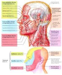 It runs down the back part of the neck, and opens into the external jugular vein just below the middle of its course. The Nerves Of The Head And Neck Anatomy Of The Nerves Of The Head And Neck Anatomy Medicine Com