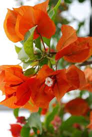Pin On Bougainvillea Ahhhhhhhhhhhhhh