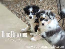 The miniature australian shepherd resembles a small australian shepherd. Blue Buckaroo Mini Aussies Miniature Australian Shepherd Puppies Mini Australian Shepherd Puppies For Sale Nashville Tn