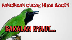 Pancingan cucak ijo agar rutin gacor baik dirumah atau digantangan mp3 duration 15:10 size 34.71 mb / ocehan burung 1. Cucak Hijau Lain Langsung Bunyi Dengar Burung Receh Ini Youtube