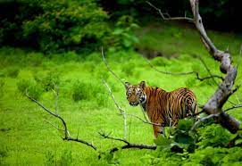 Monsoon Queen Of The Tipeshwar Wild Life Sanctuary Ibg News