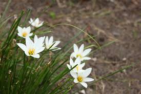 「タマスダレ 花言葉」の画像検索結果