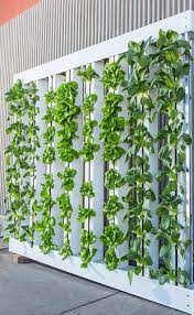 Aeroponics Benefits And Disadvantages Gardening Site
