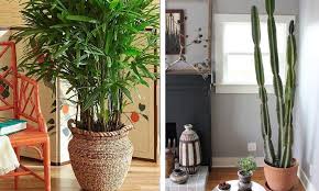 El color gris puede seguir siendo la opción neutral para muchos interiores, pero este año el color será otra propuesta es la cocina toda negra, que ofrece un aspecto contemporáneo y sofisticado, especialmente cuando se mezcla con plantas de interior. Mejores Plantas De Interior Resistes Para Decorar Tu Casa