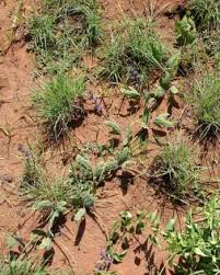 Image result for Neorautanenia mitis