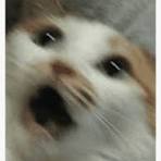 Cat Panic GIFs | Tenor