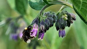 Maybe you would like to learn more about one of these? Pacific Northwest Bumblebees In Trouble