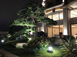 鳳棲梧桐 吾擁真柏 plants aquarium