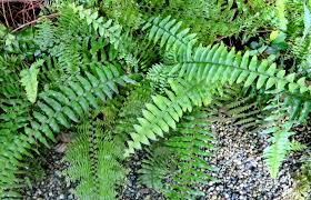 Image result for Nephrolepis