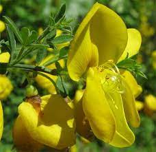 Counties Flowers Of Scotland Glasgow Broom Www Facebook Com Flowerofworld Www Flowerhomes Blogspot Com Fiori