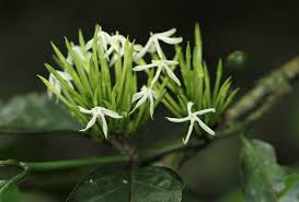 Image result for Oxyanthus speciosus