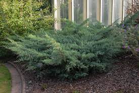 Gray owl juniper grows to about 3' tall and about 6' wide. Juniperus Virginiana Grey Owl Grey Owl Juniper North Carolina Extension Gardener Plant Toolbox