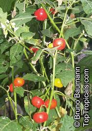Image result for Solanum sp.no.2