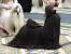 White Long Haired Shih Tzu