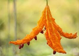 Image result for Momordica charantia