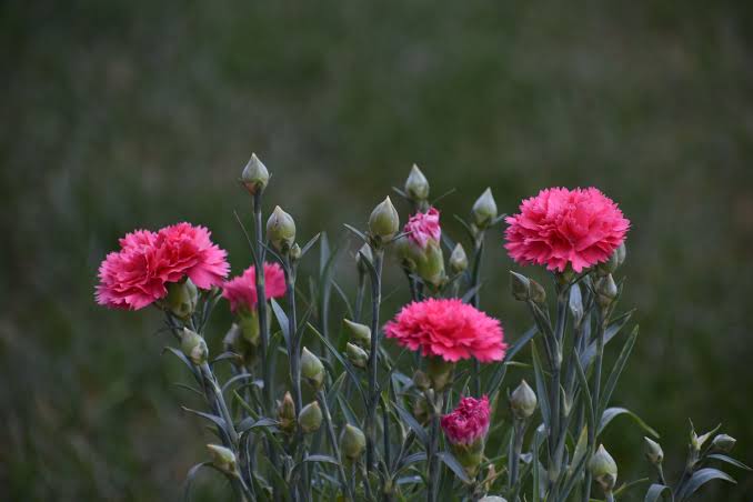 Pink Carnation Flowers