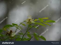 Image result for Harrisonia