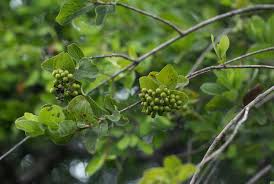 Image result for Crossopteryx