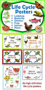 Life Cycles Posters For Your Science Unit Life Cycles Cycle Animal Life Cycles