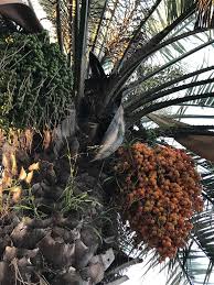 The species is widely cultivated across northern africa, the middle east, and south asia, and is naturalized in many tropical and subtropical regions worldwide. Palm Tree Fruit Botanical Name Butia Capitata Description Flickr