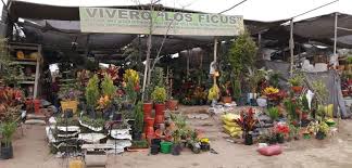 Mercado Los Ficus