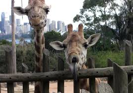 Not Into Zoos Get Close To Animals And Nature With These Exciting Alternatives Animals Wildlife Rehabilitation Zoo
