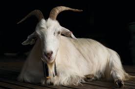Is a fun one, usually said and even written just like the simple word goat. Culture The Word On Cheese