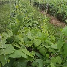 Image result for Tiliacora