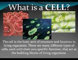 Maybe you would like to learn more about one of these? 10 Cell Theory Ideas Cell Theory Middle School Science Teaching Science